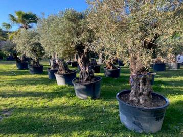NU nieuwe aanvoer OLIJFBOMEN olea europaea TE KOOP beschikbaar voor biedingen