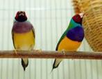 Gouldamandines, Dieren en Toebehoren, Vogels | Overige Vogels