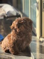 Shih Tzu pups, Dieren en Toebehoren, België, Overige rassen, CDV (hondenziekte), 8 tot 15 weken