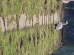 Hoendergans man 2024, Dieren en Toebehoren, Pluimvee, Mannelijk, Gans of Zwaan