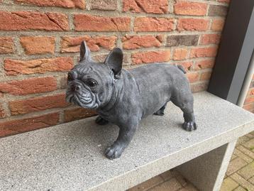 Franse Bulldog beschikbaar voor biedingen