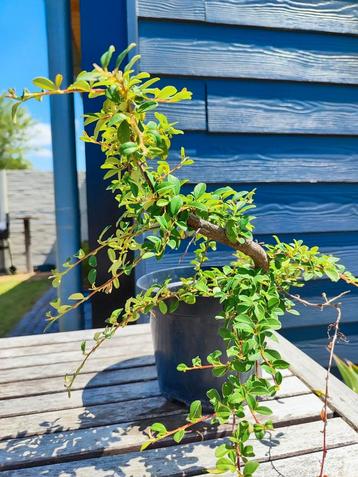 startplant bonsai coteneastor beschikbaar voor biedingen