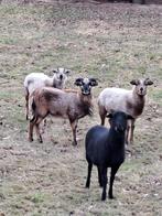 Kameroen schapen (bok 2 jaar), Dieren en Toebehoren, Schapen, Geiten en Varkens