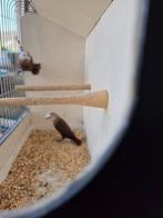 Vogels, Dieren en Toebehoren