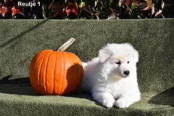 Prachtige Zwitserse Witte Herder pups 