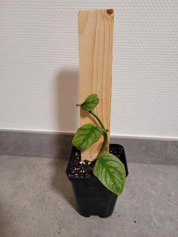 monstera dubia, Huis en Inrichting, Ophalen of Verzenden