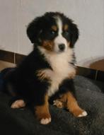 Berner sennen pups 2 teefjes sociaal opgevoed Ouders getest, België, Fokker | Hobbymatig, CDV (hondenziekte), Teef