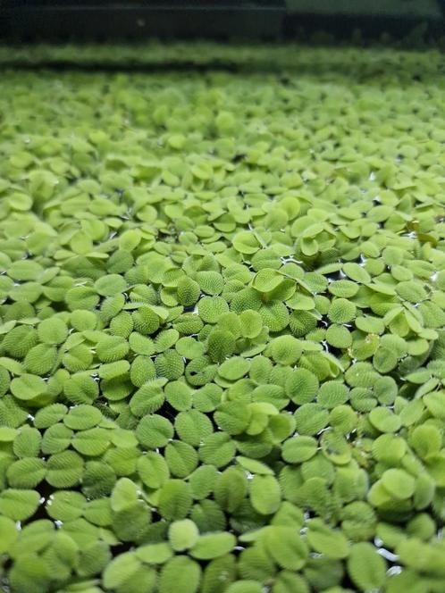 Salvinia minima, Dieren en Toebehoren, Vissen | Aquaria en Toebehoren, Nieuw, Plant(en), Steen of Hout, Ophalen