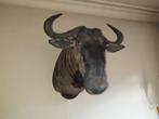 Gnoe of wildebeest, Ophalen, Zo goed als nieuw