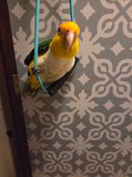 Roestkop caique, Ophalen