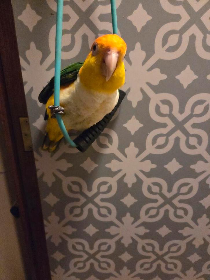 Roestkop caique, Kinderen en Baby's, Speelgoed | Hobbelfiguren, Ophalen