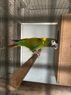 Male ara à collier disponible 400 euro, Dieren en Toebehoren, Vogels | Parkieten en Papegaaien, Mannelijk