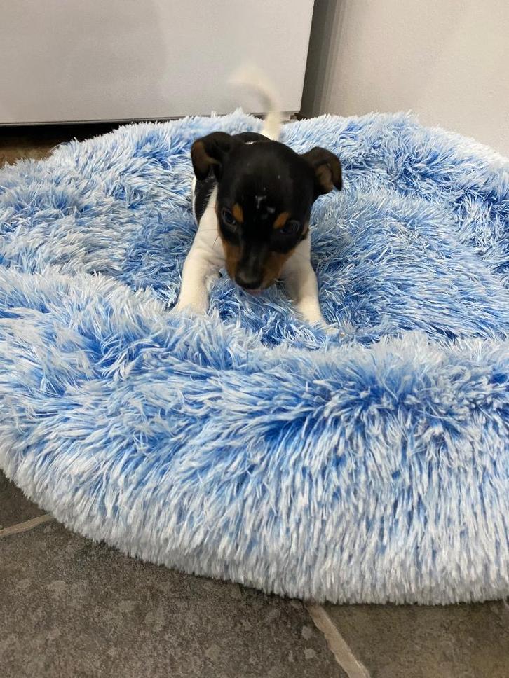 Jack Russel pup (uit geteste ouders), Animaux & Accessoires, Chiens | Jack Russell & Terriers, Chien (mâle), Jack Russel Terrier