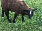 zwartbles schapen, Dieren en Toebehoren, Schapen, Geiten en Varkens, Mannelijk, Schaap, 0 tot 2 jaar