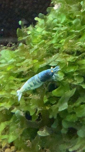 Bleu bolt orange eye(ZELDZAAM) beschikbaar voor biedingen