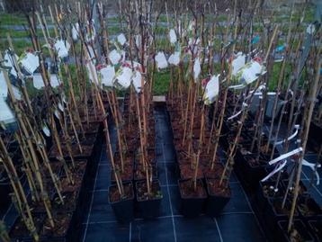 kleinfruit fruitbomen, Tuin en Terras, Ophalen