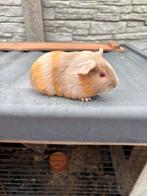 Lillac beertje, Octobre, Mâle, Cobaye