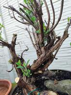 startplant bonsai rozemarijn, En pot, Plein soleil, Enlèvement, Été