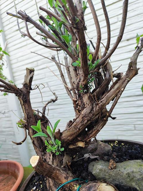 startplant bonsai salie, Tuin en Terras, Planten | Bomen, Overige soorten, Minder dan 100 cm, Volle zon, Zomer, In pot, Ophalen