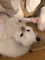 Ragdoll-kittens, Dieren en Toebehoren, Meerdere dieren, Gechipt, 0 tot 2 jaar