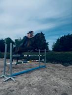 Verzorgpaard gezocht in Deerlijk, Dieren en Toebehoren, Paarden