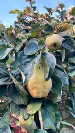 Kweeperen, 1€/kg, Tuin en Terras, Planten | Fruitbomen, Ophalen, Overige soorten