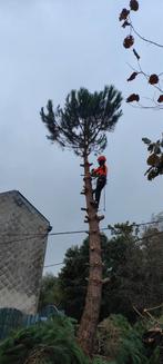 Slachten. Luik, Namen, Luxemburg, Tuin en Terras, Planten | Fruitbomen, Ophalen of Verzenden