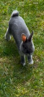 Konijn + kooi, Dieren en Toebehoren, Konijnen