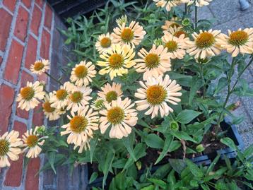 Echinacea p. "Aloha" beschikbaar voor biedingen
