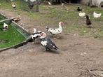 Barberie eenden en kuikens, Meerdere dieren