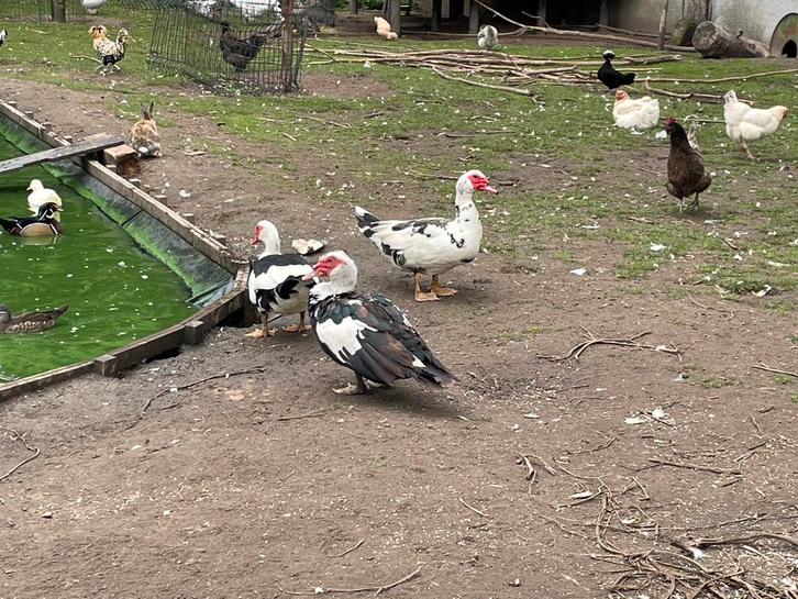 Barberie eenden en kuikens, Dieren en Toebehoren, Pluimvee, Meerdere dieren