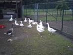 ganzen, Mannelijk, Gans of Zwaan