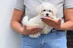 Bichon frise pups, 15 weken tot 1 jaar, Overige rassen, Buitenland, CDV (hondenziekte)