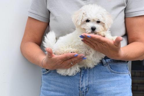 Bichon frise pups, Dieren en Toebehoren, Honden | Chihuahua's en Gezelschapshonden, Meerdere dieren, Overige rassen, Fokker | Professioneel