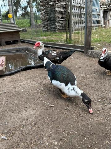 3 mannelijke barberie eenden, Mâle