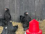 Brahma kip groothoenders, Dieren en Toebehoren
