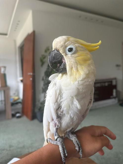 Geelkuif kaketoe VASTE PRIJS ️, Dieren en Toebehoren, Vogels | Parkieten en Papegaaien, Papegaai, Mannelijk, Pratend, Tam, Geringd