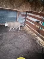 Schap te koop, Dieren en Toebehoren, Schapen, Geiten en Varkens