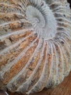 Amoniet met opdruk van coquille van oorsprong uit Mar, Ophalen of Verzenden