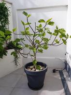 Vijgenboom in pot, Tuin en Terras, In pot, Overige soorten, Ophalen, 100 tot 250 cm