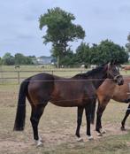 Lieve merrie, Dieren en Toebehoren, Paarden, Merrie, Gechipt, 160 tot 165 cm, 11 jaar of ouder