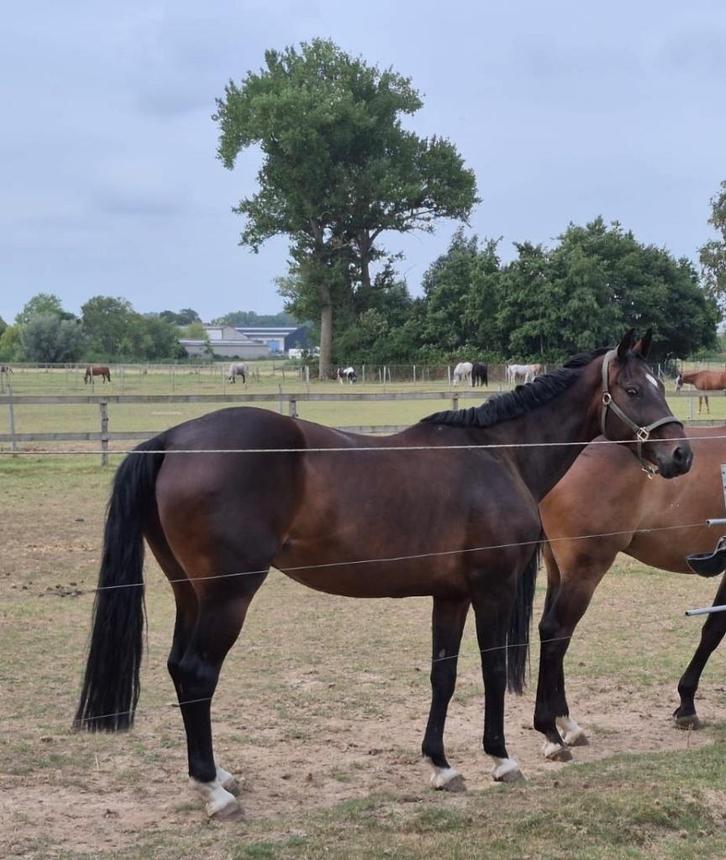 Lieve merrie, Dieren en Toebehoren, Paarden, Merrie, 160 tot 165 cm, 11 jaar of ouder, Recreatiepaard, Met stamboom, Gechipt, Ontwormd