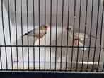Zebravinken bleekrug en masker grijs -bruin-maskerbruin, Dieren en Toebehoren, Meerdere dieren, Tropenvogel, Geringd