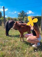Mini paardje, Dieren en Toebehoren, Pony's