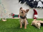 Chiots Yorkshire Terrier