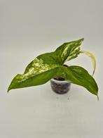 Syngonium Albo, Huis en Inrichting, Ophalen of Verzenden
