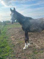 3-jarige springmerrie, Merrie, Springpaard, Gechipt, 3 tot 6 jaar