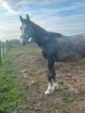 3-jarige springmerrie beschikbaar voor biedingen