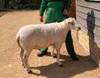 Swifter en bleu du maine dekram te koop, Dieren en Toebehoren