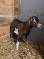Bont dwerggeitje, Dieren en Toebehoren, Schapen, Geiten en Varkens, Geit, 0 tot 2 jaar